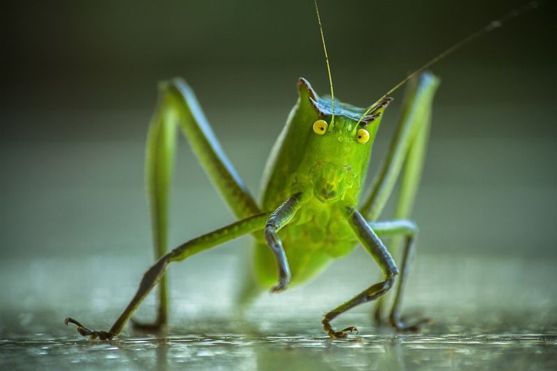 Picture Prompts: Grasshopper Closeup A closeup view of a grasshopper looking directly at the camera