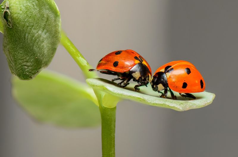 Picture Prompts: Ladybug Pair Of pair of spotted red ladybugs perched on a leaf