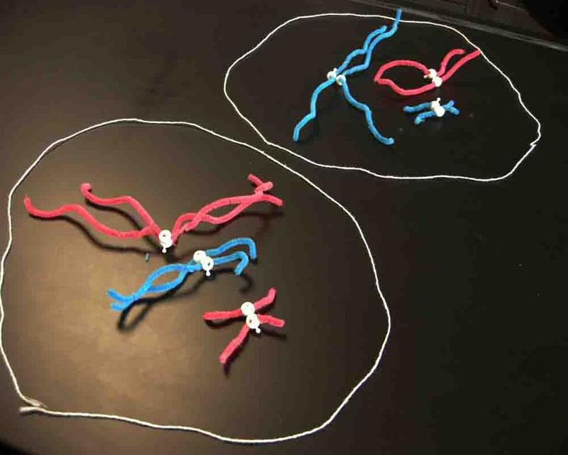 Meiosis Model Cellular meiosis model made with pipe cleaners, beads, and string