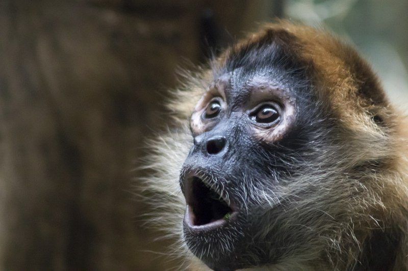Picture Writing Prompts Monkey face with mouth and eyes open in surprise