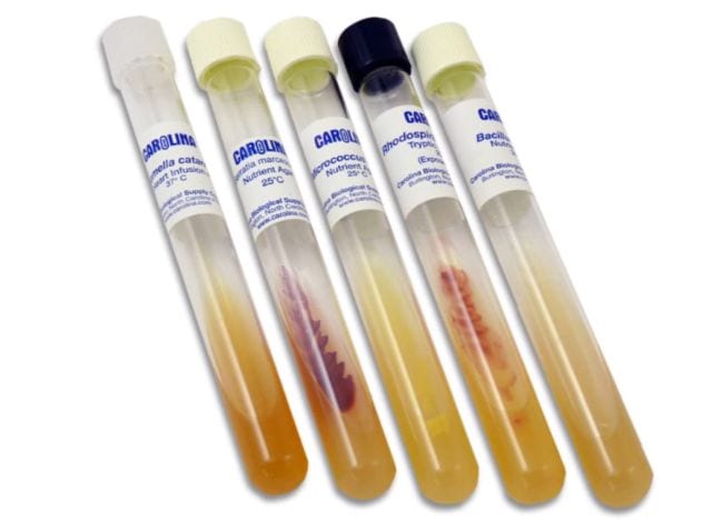 Science Experiments for High School Antibiotics Test tubes containing various bacteria