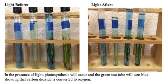 Science Experiments for High School Carbon Cycle Test tubes filled with plants and green and blue liquid