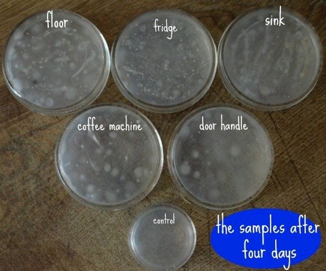 Seventh Grade Science Germs Test Petri dishes marked floor, fridge, sink, and more, each showing some bacterial growth