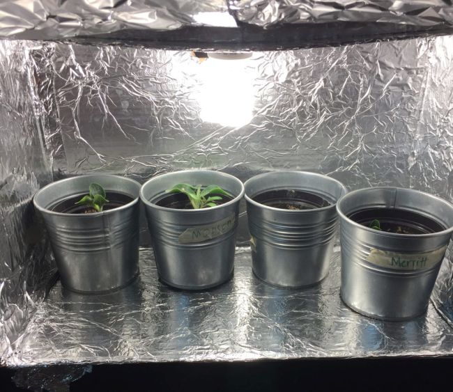 Seventh Grade Science: Grow Box DIY plant grow box made with aluminum foil