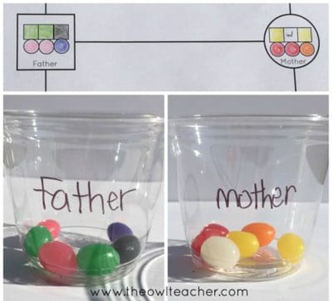 Seventh Grade Science: Jellybean Genetics Jellybeans sorted into two plastic cups labeled