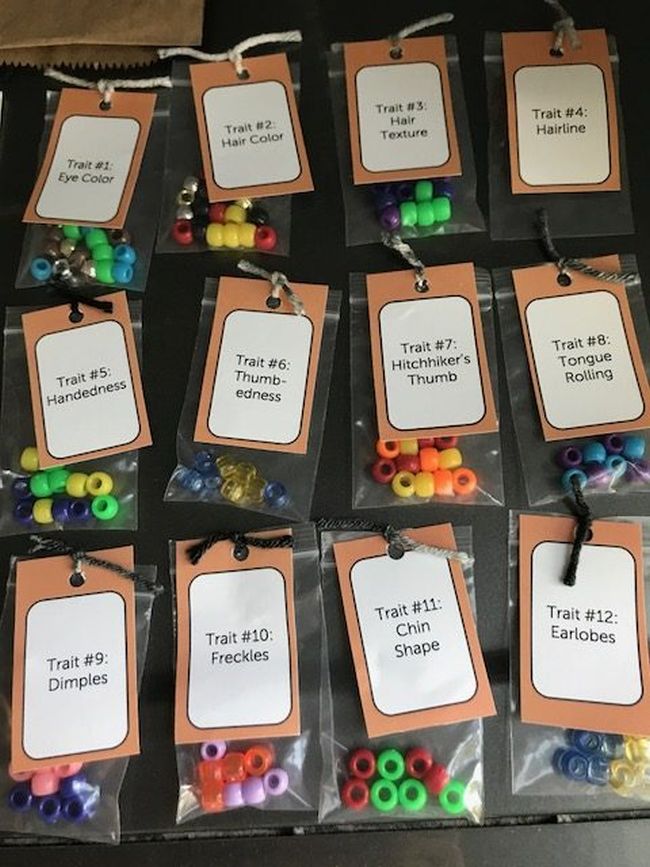 Sixth Grade Science: Gene Bracelets Bags of pony beads labeled with various traits like hair color and eye color