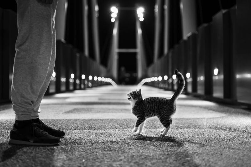Writing Prompts: Stray Kitten A small kitten facing a person's legs, in black and white