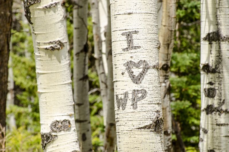 Picture Prompt: Initials in a Tree A birch tree with