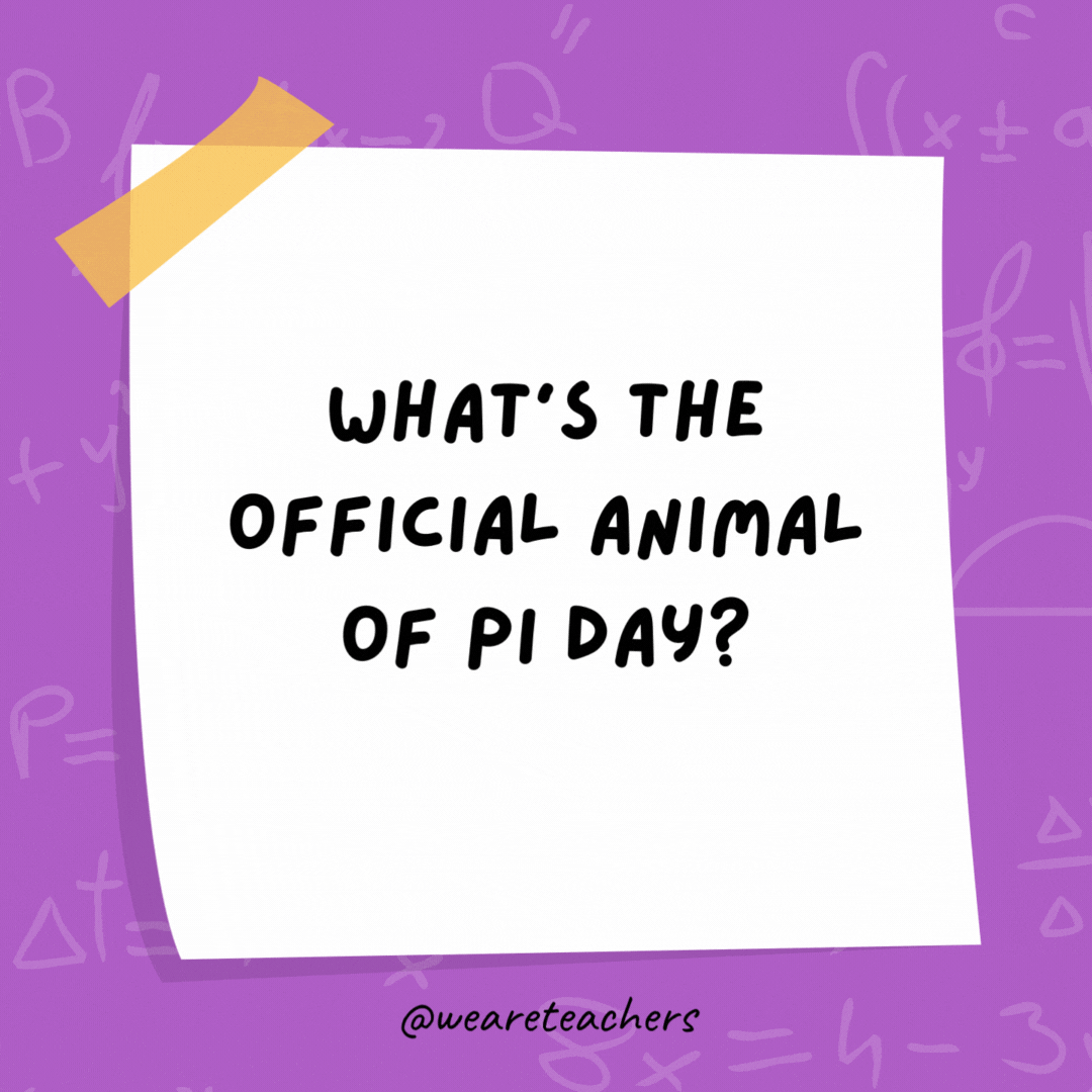 What’s the official animal of Pi Day? The pi-thon! What’s the official animal of Pi Day?
The pi-thon!