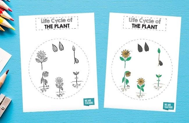 Plant Life Cycle Printables Printable worksheet showing the plant life cycle in a circle as an example of plant life cycle activities