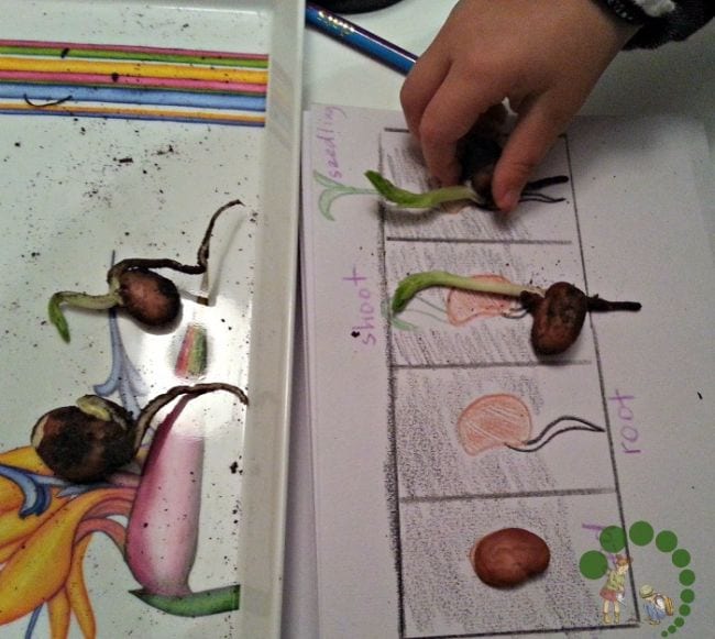 Plant Life Cycle Sorting Young student sorting sprouted seeds according to the part of the plant life cycle they've reached as an example of plant life cycle activities