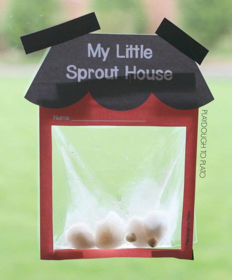 My-Little-Sprout-House-848×1024 A construction paper house with a plastic bag with seed inside taped to a window