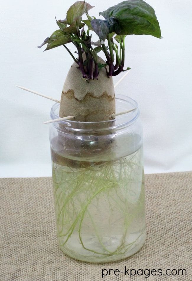 Plant Life Cycle Sweet Potatoes Sweet potato suspended in a jar of water by toothpicks, with roots and sprouts growing from it as an example of plant life cycle activities
