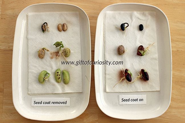 Plant Life Cycle Seed Coats Two plates of sprouted seeds, one with seed coats removed