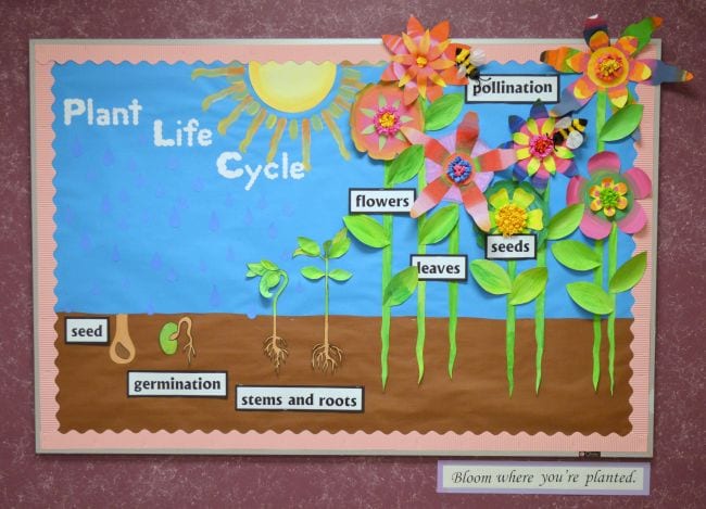 Plant Life Cycle Bulletin Board A 3-D bulletin board showing the plant life cycle with paper flowers