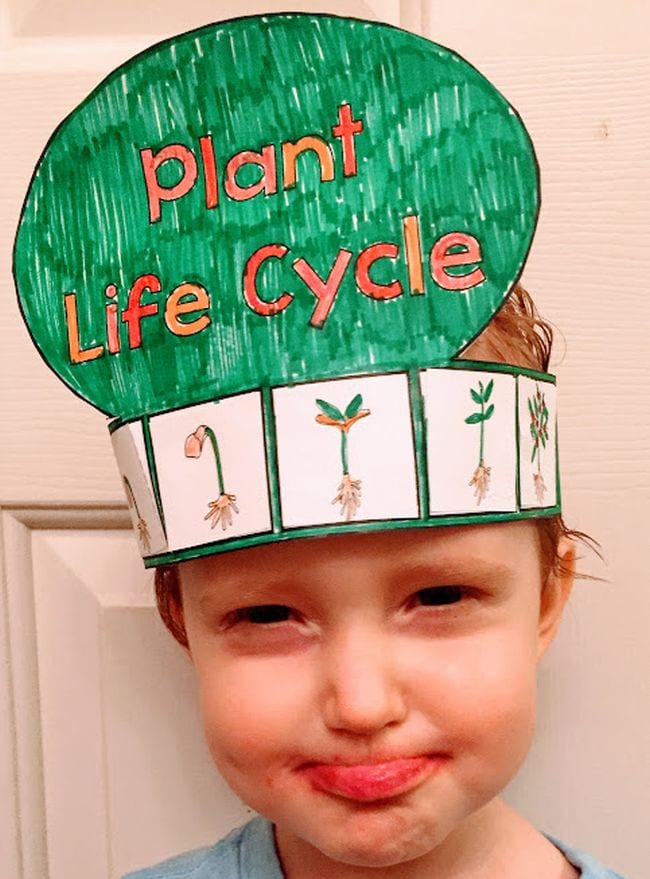 Plant Life Cycle Hat Young student wearing a paper hat showing the plant life cycle