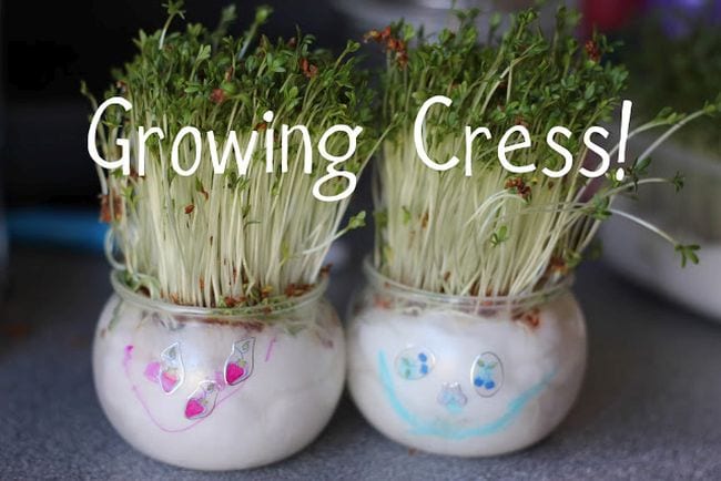 Plant Life Cycle Growing Cress Watercress grown in two round jars filled with wet cotton, with faces drawn on the jars. Text reads Growing Cress!