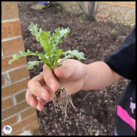 plant-scientist-2 A child holds a plant with the roots dangling in their hand as an example of plant life cycle activities