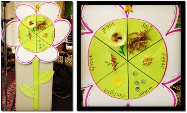 Plant Life Cycle Paper Flower Paper flower with center divided to show the life cycle of a plant