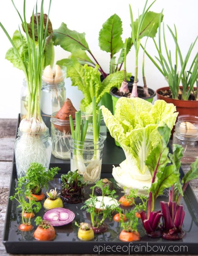 Plant Life Cycle Kitchen Scraps Plants growing from veggie scraps like lettuce and carrots