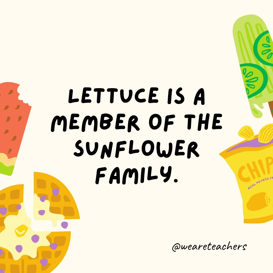 Lettuce is a member of the sunflower family. This common salad ingredient is related to sunflowers. Lettuce is a member of the sunflower family.
This common salad ingredient is related to sunflowers.