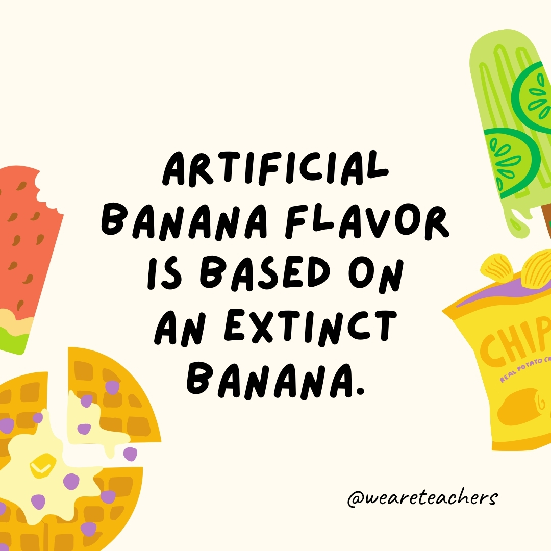 Artificial banana flavor is based on an extinct banana. Artificial banana flavor is based on an extinct banana.