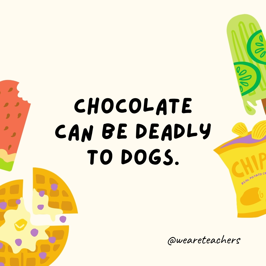 Chocolate can be deadly to dogs. Chocolate can be deadly to dogs.
