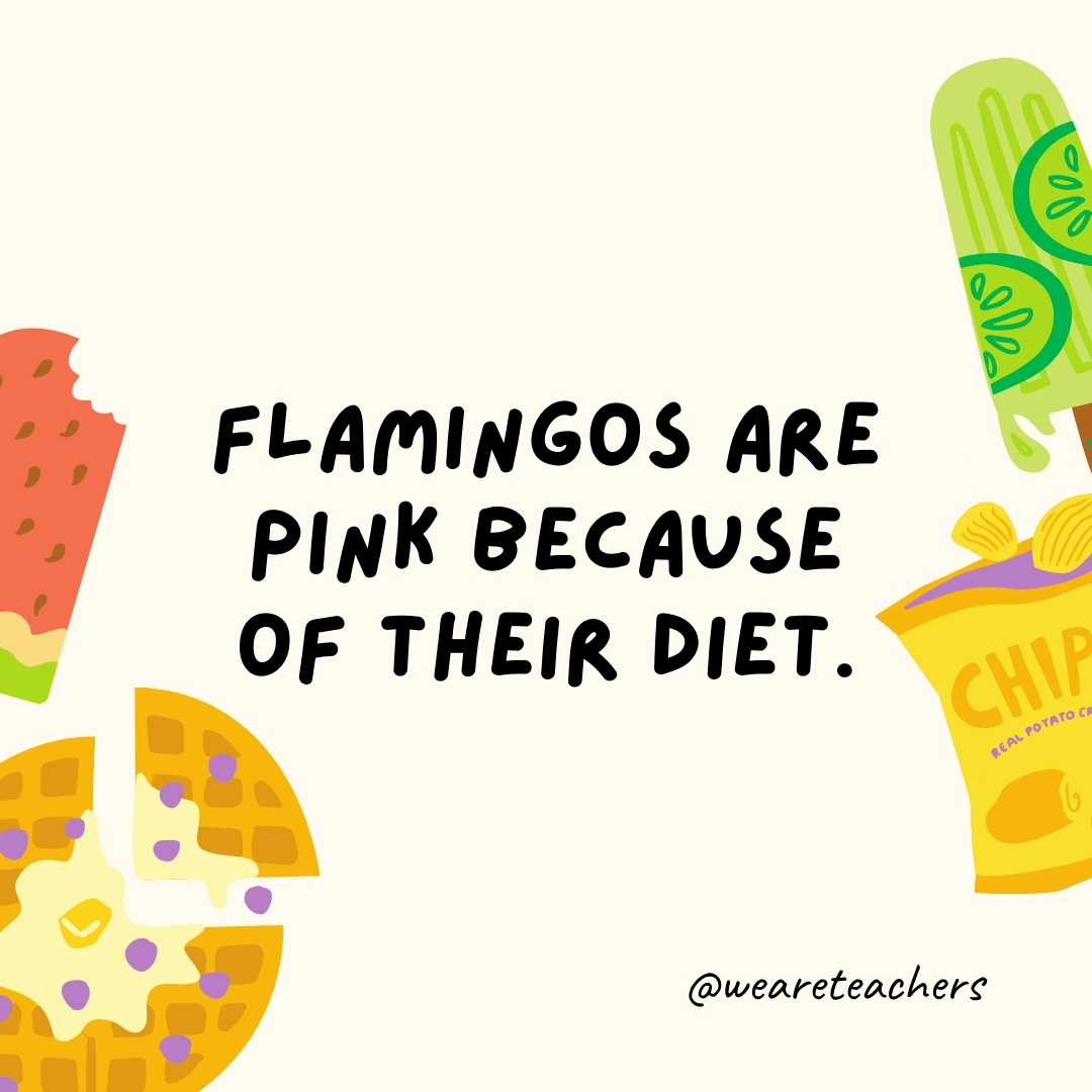 Flamingos are pink because of their diet. Flamingos are pink because of their diet.