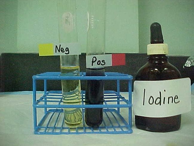8th Grade Science Bio Notes Test tube with yellow liquid labeled neg, test tube with black liquid labeled pos, and stoppered bottle filled with iodine