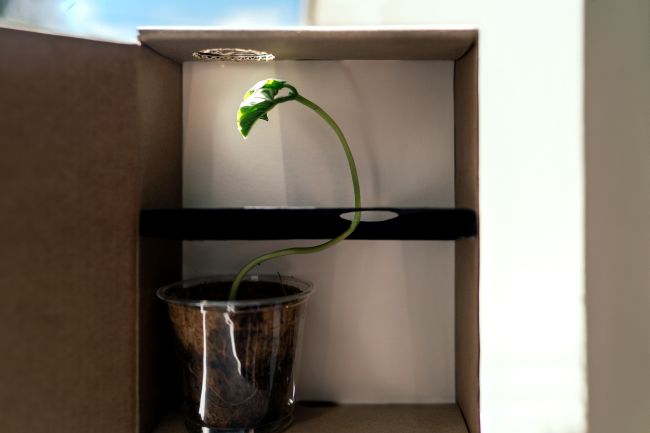 8th Grade Science Plant Maze KiwiCo A plant in a cardboard box, growing in a twisted pattern through holes toward light at the top