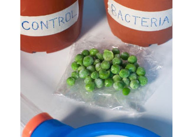 8th Grade Science Symbiosis Frozen peas next to two plant containers labeled control and bacteria