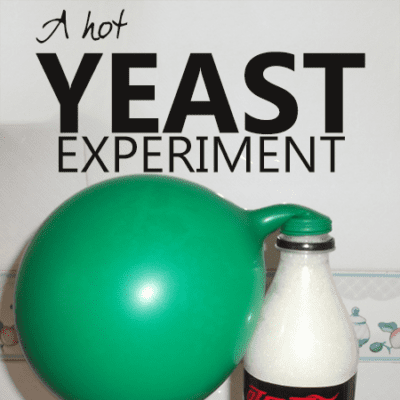 Effect of temperature on fermentation A Hot Yeast Experiment. Bottle of fizzing liquid with a partially inflated green balloon attached to the top.