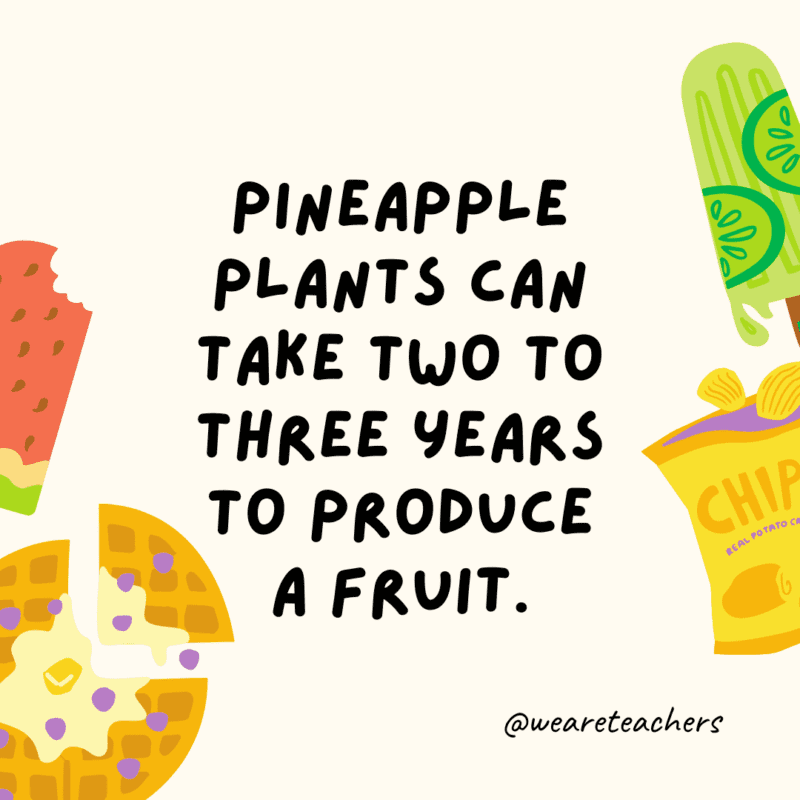 25 Fascinating and Gross Food Facts! Pineapple plants can take two to three years to produce a fruit.