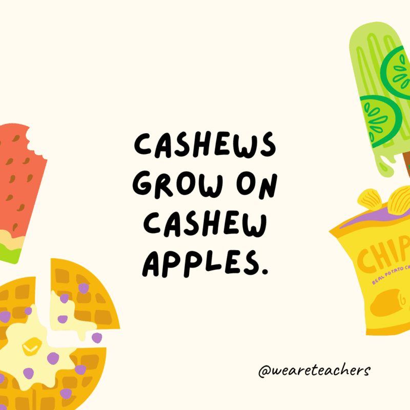 25 Fascinating and Gross Food Facts! Cashews grow on cashew apples.