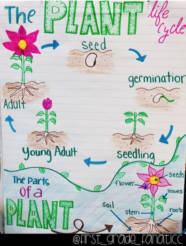 Plant Life Cycle Anchor Chart Anchor chart showing the life cycle and parts of a plant plant life cycle activities