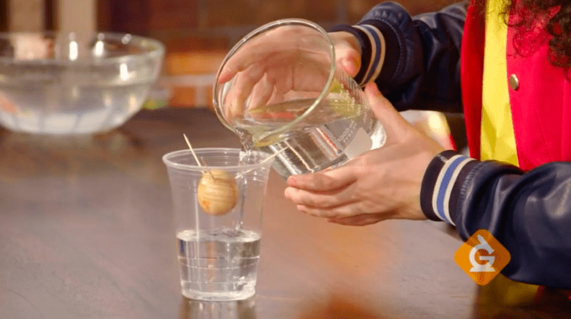 Grow an avocado students hands pouring water into a cup with an avocado seed perched at the top with toothpicks
