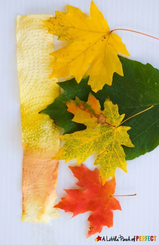 Leaf-Chromatography-Science-Experiment-for-Kids_A-Little-Pinch-of-Perfec-3-668×1024 Different colored leaves laid out on a table