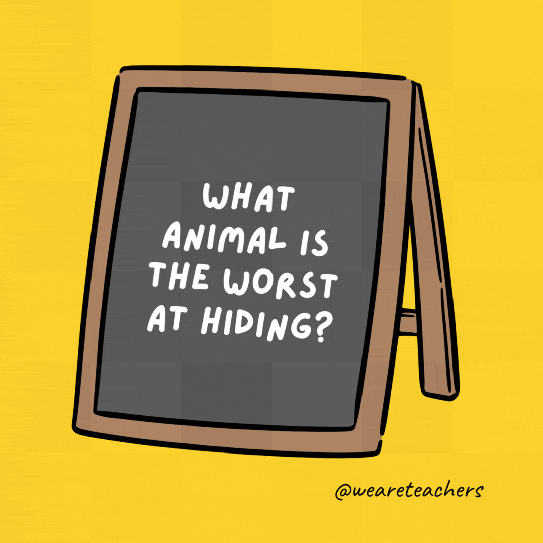 What animal is the worst at hiding? Leopards. They’re always spotted. What animal is the worst at hiding? Leopards. They're always spotted.
