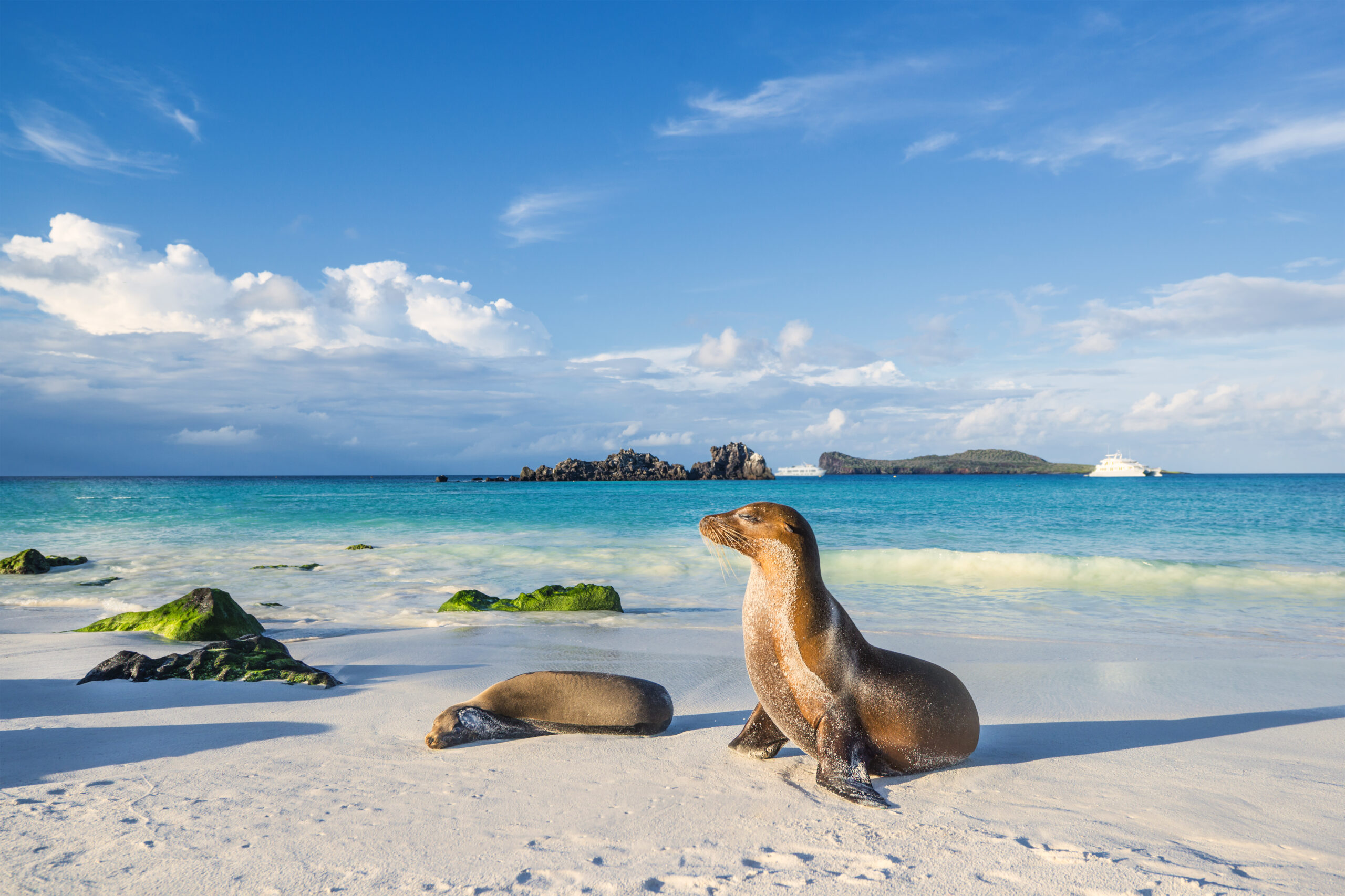 Galapagos sea lion (Zalophus wollebaeki) at the beach of Espanola island Galapagos sea lion (Zalophus wollebaeki) at the beach of Espanola island