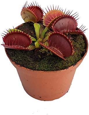 Teachers Are Sharing the Small, Inexpensive Things That Have Improved Their Teaching Lives, And We Want Them All Small, inexpensive thing: venus fly trap