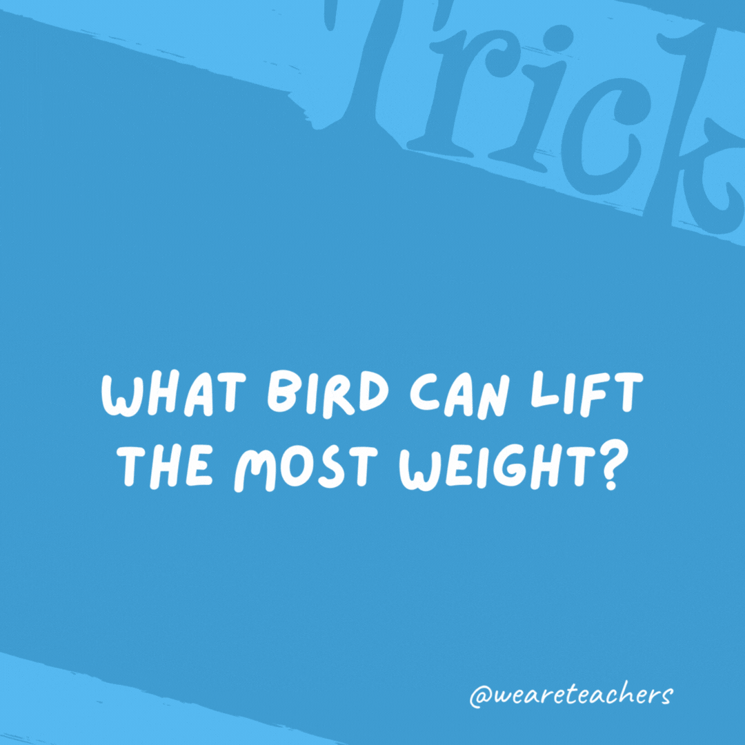 What bird can lift the most weight? A crane. What bird can lift the most weight? A crane.- trick questions