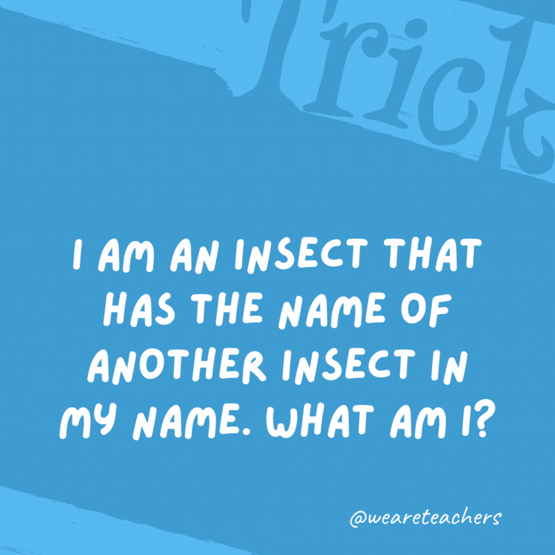I am an insect that has the name of another insect in my name. What am I? A beetle. I am an insect that has the name of another insect in my name. What am I?
A beetle.