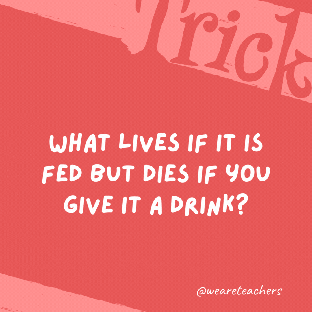 What lives if it is fed but dies if you give it a drink? Fire. What lives if it is fed but dies if you give it a drink?
Fire.