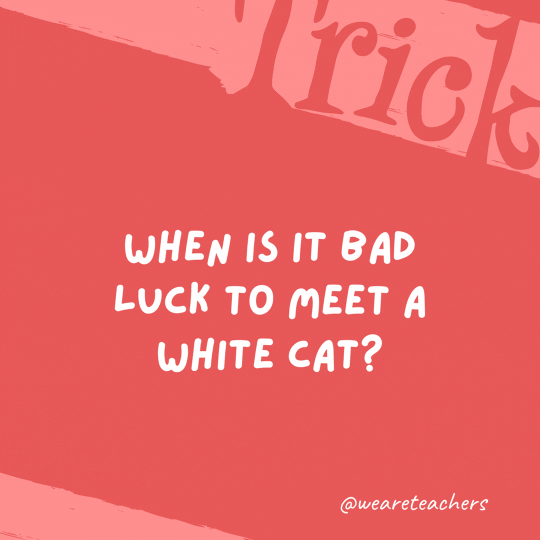 When is it bad luck to meet a white cat? When you’re a mouse. When is it bad luck to meet a white cat? When you’re a mouse.- trick questions