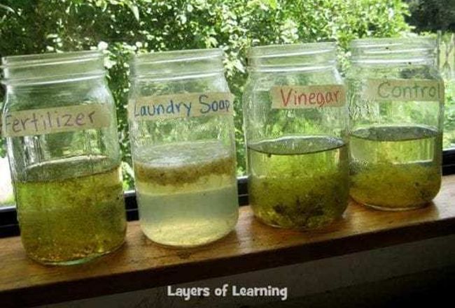 Eighth Grade Science: Algae Growth Mason jars filled with water and algae, along with other chemicals