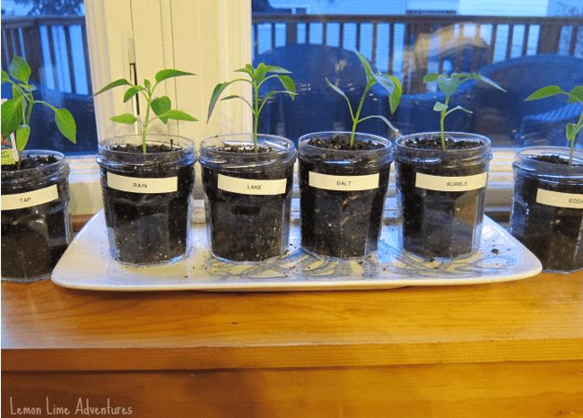 Eighth Grade Science: Watering Plants A series of plants in glass jars, labeled