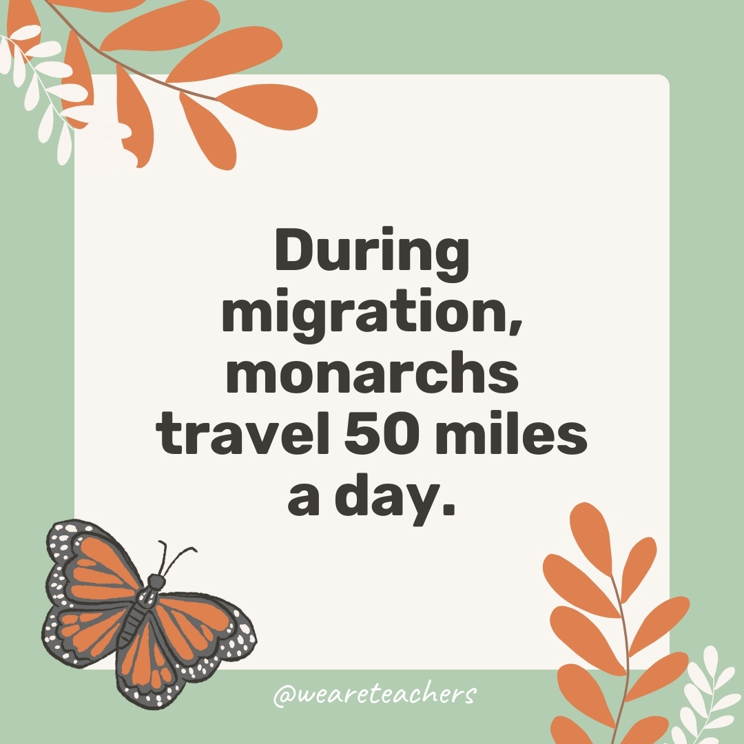 During migration, monarchs travel 50 miles a day. During migration, monarchs travel 50 miles a day.- facts about butterflies