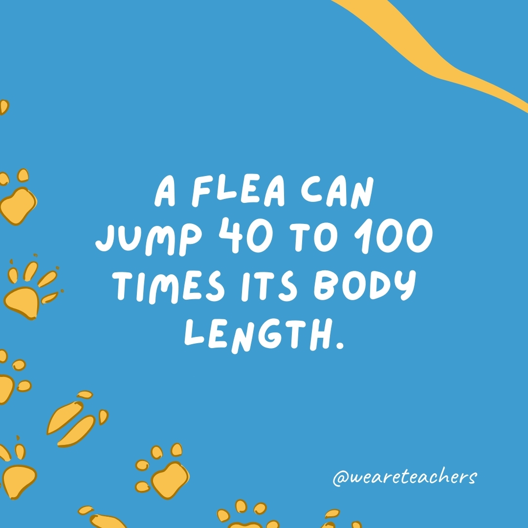 A flea can jump 40 to 100 times its body length.