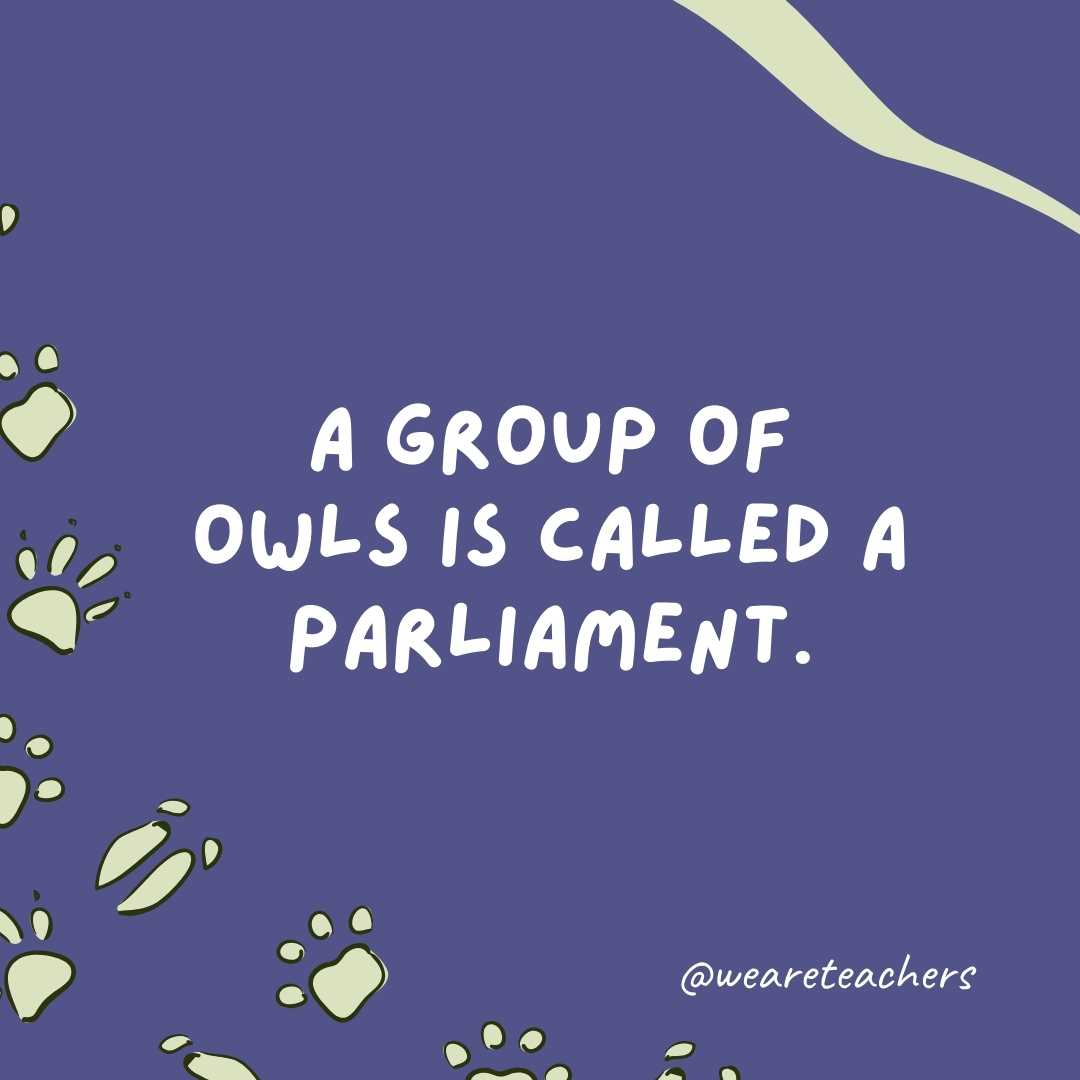 A group of owls is called a parliament.