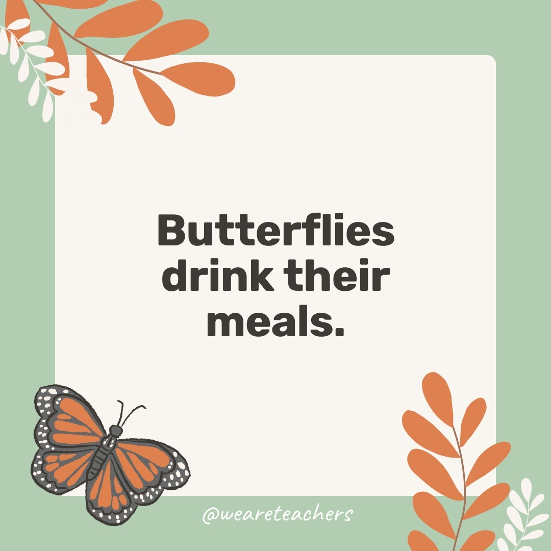 Butterflies drink their meals. Butterflies drink their meals.